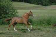 Billede