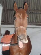 Billede