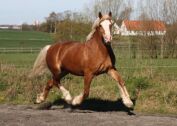 Billede