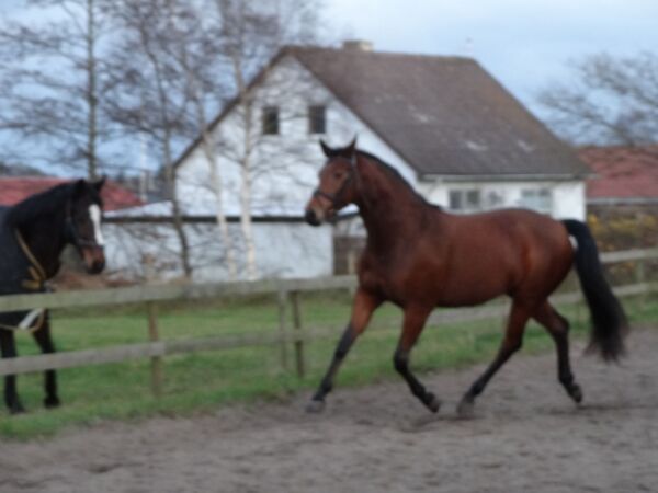 Billede