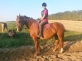 Billede