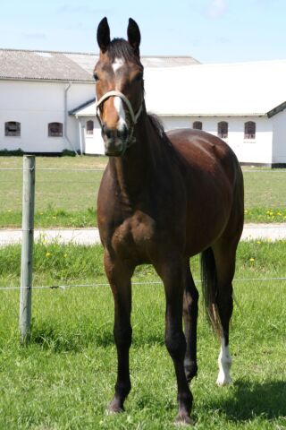 Billede