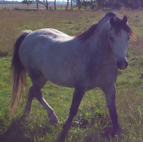 Billede