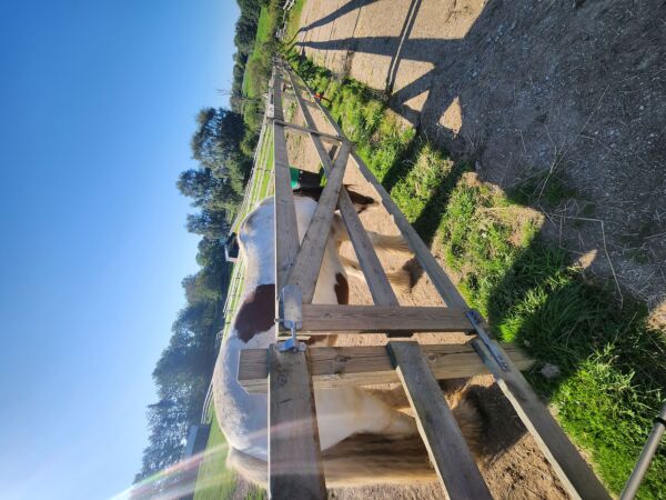 Billede