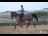 Billede