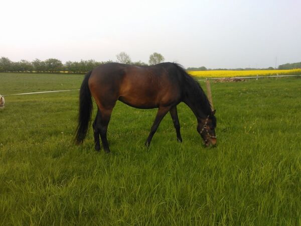 Billede