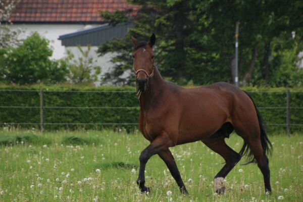 Billede
