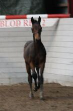 Billede