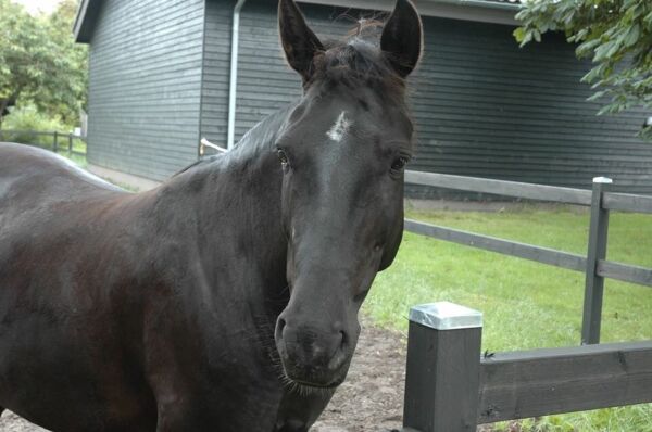 Billede