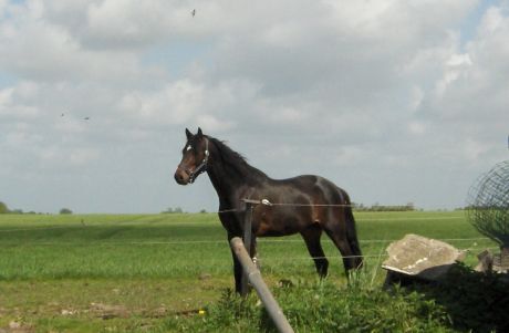 Billede