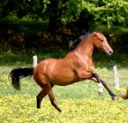 Billede