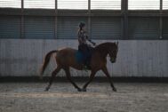Billede
