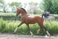 Billede