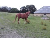 Billede