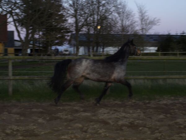 Billede