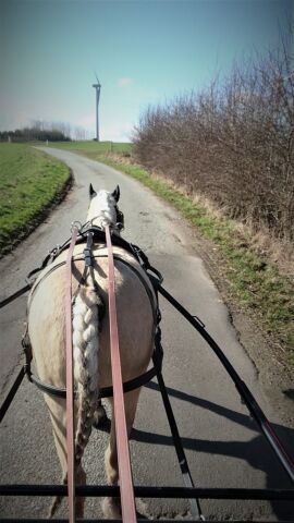 Billede