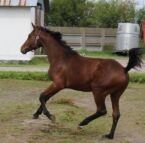 Billede