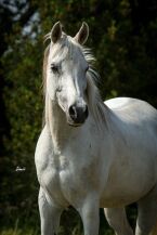 Billede