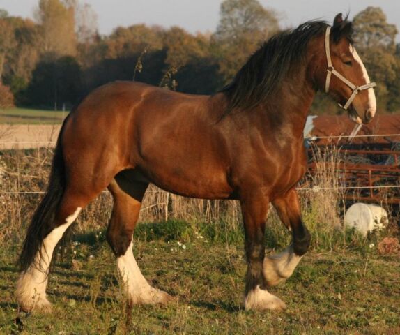 Billede