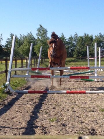 Billede