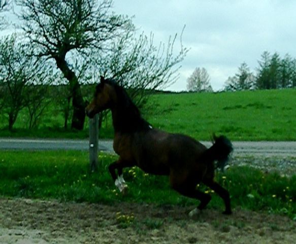 Billede