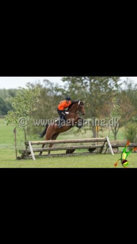 Billede