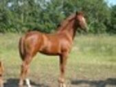 Billede