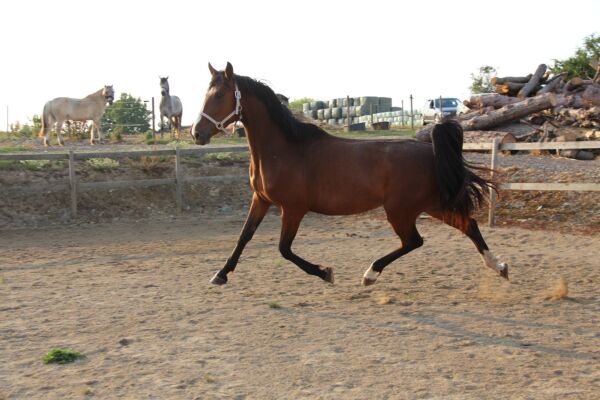 Billede