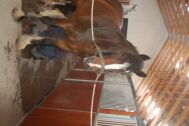 Billede