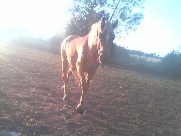 Billede