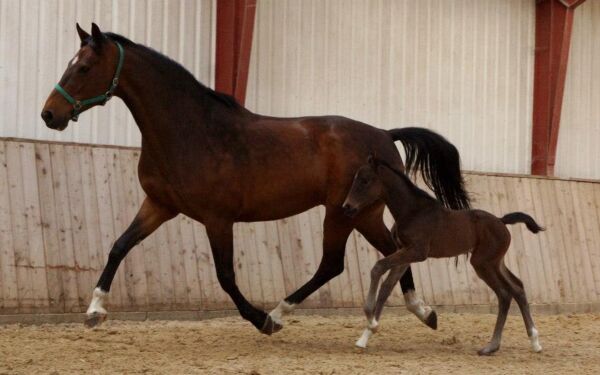 Billede