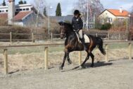 Billede