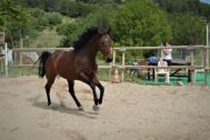 Billede