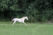 Billede