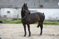 Billede