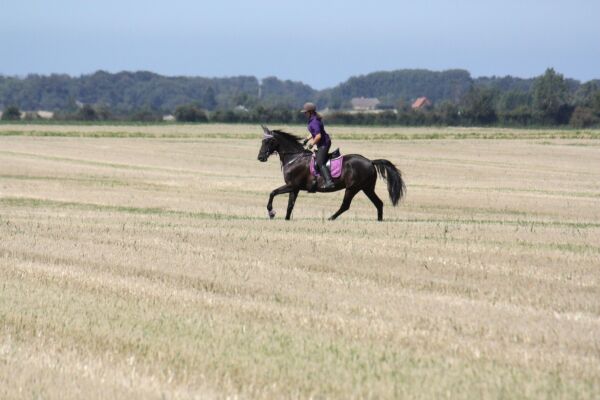 Billede
