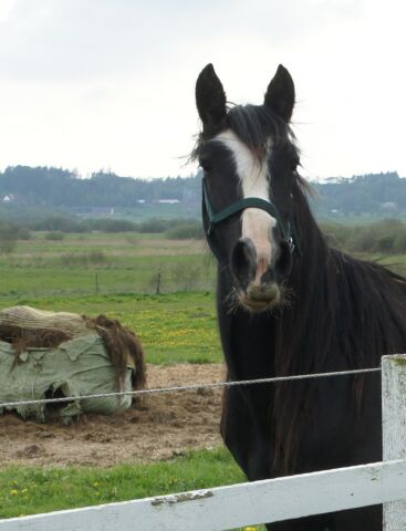 Billede