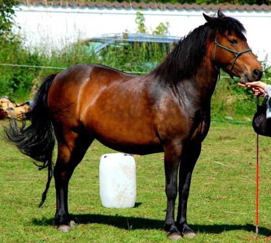 Billede