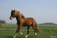 Billede