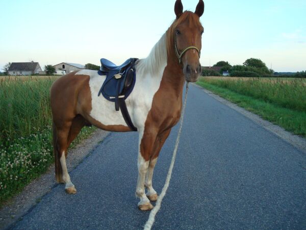 Billede