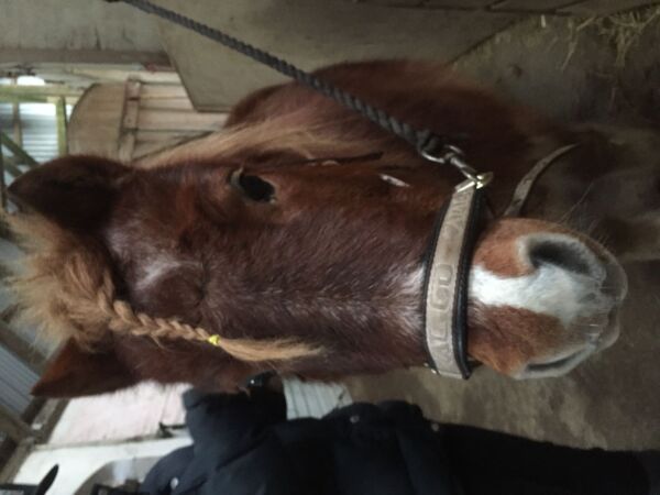 Billede