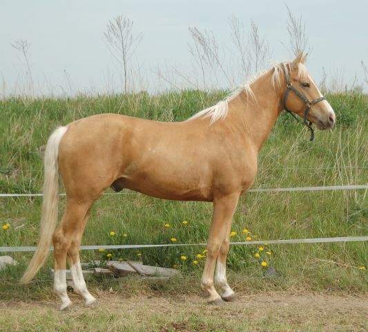 Billede