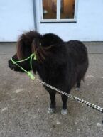 Billede