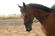 Billede