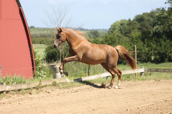 Billede