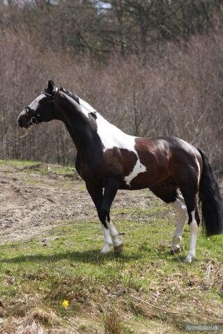 Billede