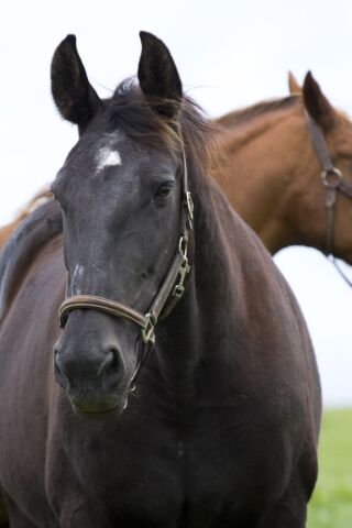 Billede
