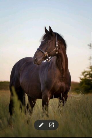 Billede