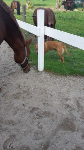Billede