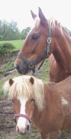 Billede